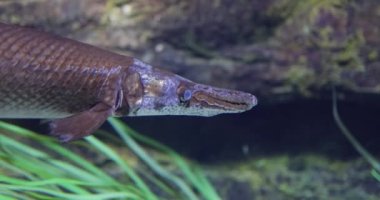 Fish longnose gar (Lepisosteus osseus), Lepisosteidae familyasından bir balık türü..