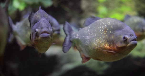 Piranha Colossoma Macropomum Een Aquarium — Stockvideo