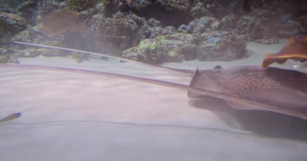 Stingrays Onder Water Stingroggen Zijn Een Groep Roggen Die Kraakbeenvissen — Stockvideo