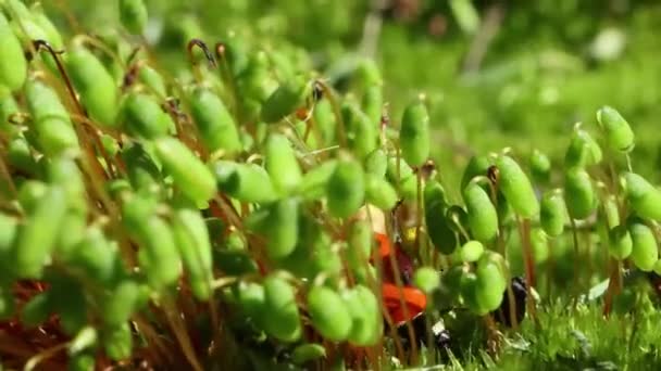Gros Plan Sur Faune Une Coccinelle Dans Herbe Verte Forêt — Video