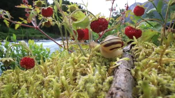 Caracol Cerca Mirando Las Fresas Rojas — Vídeo de stock