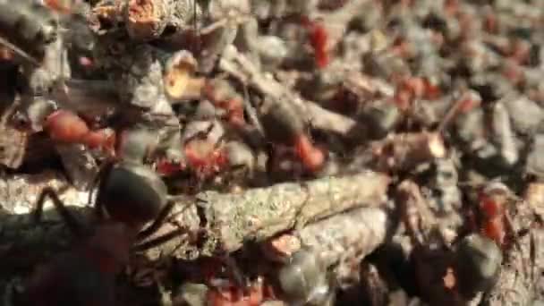 Colline Fourmis Sauvages Dans Forêt Super Macro Gros Plan — Video