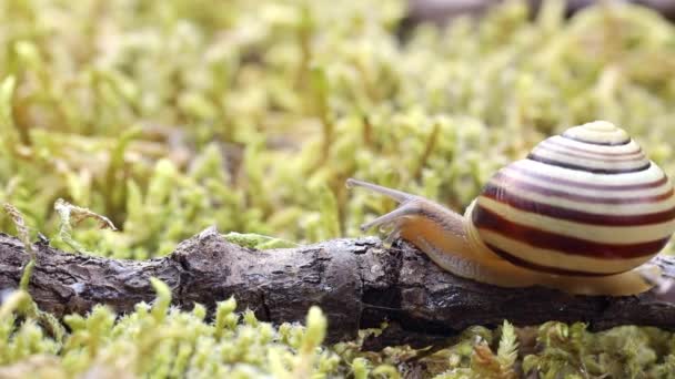Escargot Rampant Lentement Sur Mousse Verte — Video