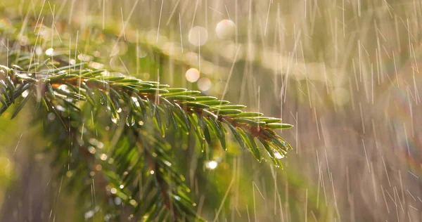 Regn Solig Dag Närbild Regn Bakgrunden Vintergrön Gran Gren — Stockfoto