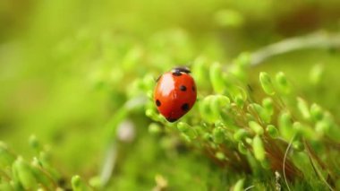 Ormandaki yeşil çimlerde bir uğur böceğinin yakın çekimi. Vahşi doğadaki makrokozmoz. Coccinella septempunctata, yedi noktalı uğur kuşu, Avrupa 'nın en yaygın uğur böceğidir..