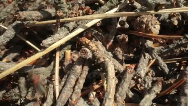 Selvagem Formiga Colina Floresta Super Macro Close Tiro — Vídeo de Stock