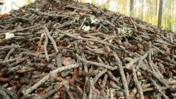 Ormandaki Vahşi Karınca Tepesi Süper Makro Yakın Çekim — Stok video