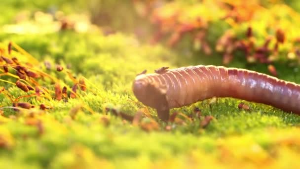 Een Regenworm Een Terrestrische Ongewervelden Die Behoren Tot Klasse Clitellata — Stockvideo