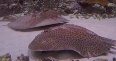 Suyun altındaki vatozlar. İğneli vatozlar, köpekbalıklarıyla akraba kıkırdak balıklardır..