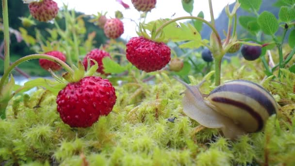 Gros Plan Sur Escargot Regardant Les Fraises Rouges — Video