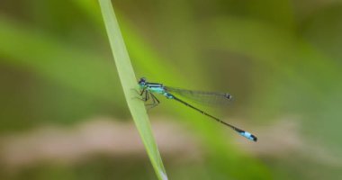 Değişken kız sineği ya da değişken mavi (Coenagrion pulchellum), Avrupalı bir kızböceği. Nadir bulunan mavi ve siyah küçük hanım sineklerinden biri..