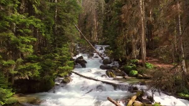 Mountain River Het Bos Prachtig Natuurlandschap — Stockvideo