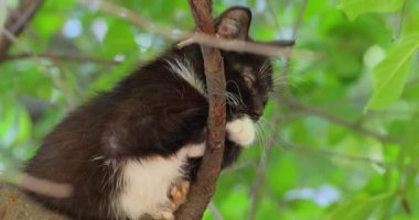 Ağaç dalında başıboş bir kedi yavrusu. Sokak kedisi açık havada yaşayan ve insanlarla temas kurmaktan kaçınan sahipsiz bir kedidir: kendisine dokunulmasına ya da dokunulmasına izin vermez ve insanlardan gizli kalır..