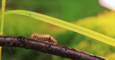 Sarı kuyruk güvesi (Euproctis similis), Erebidae familyasından bir tırtıldır. Tırtıl yeşil arka planda bir ağaç dalı boyunca sürünür..