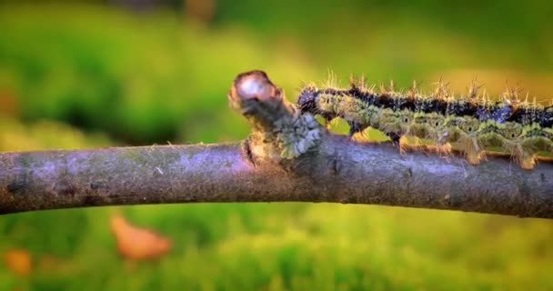 Gąsienica Żółwiowa Aglais Urticae Pokrzywka Gąsienica Czołga Się Promieniach Zachodzącego — Wideo stockowe