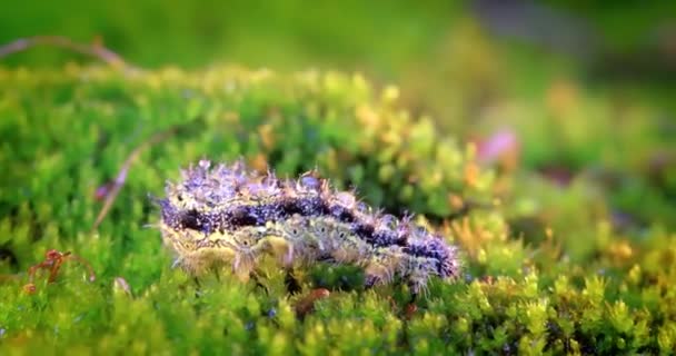 Маленькая Черепаховая Гусеница Aglais Urticae Крапивница Гусеница Ползает Лучах Заходящего — стоковое видео