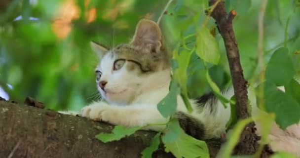 Gatito Callejero Una Rama Árbol Gato Callejero Gato Doméstico Sin — Vídeos de Stock