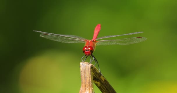 Scarlet Dragonfly Crocothemis Erythraea Είναι Ένα Είδος Λιβελούλας Της Οικογένειας — Αρχείο Βίντεο