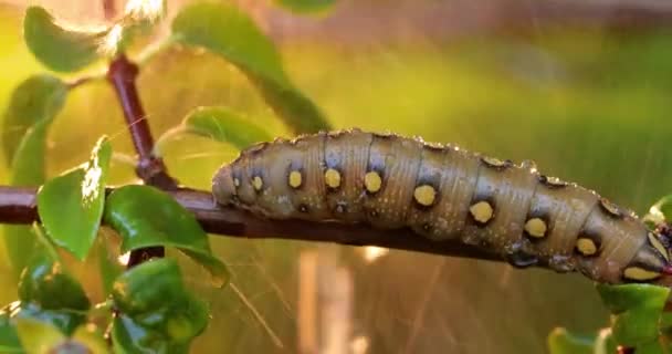 Caterpillar Bedstraw Hawk Moth Arrastra Sobre Una Rama Durante Lluvia — Vídeo de stock