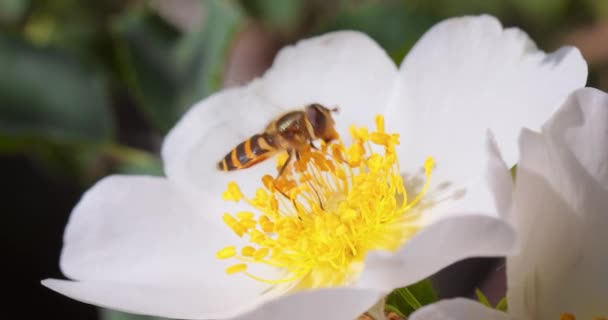 Zweefvliegen Bloemvliegen Syrphid Vliegen Insectenfamilie Syrphidae Vermommen Zich Als Gevaarlijke — Stockvideo