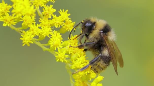 Shaggy Bumblebee Polinização Recolhe Néctar Flor Amarela Planta — Vídeo de Stock