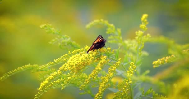 Kis Teknősbéka Pillangó Aglais Urticae Nymphalis Urticae Egy Színes Eurázsiai — Stock videók