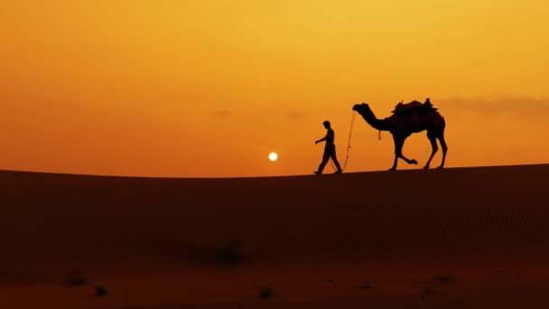 Kameleonter Kamelförare Vid Solnedgången Thar Öken Solnedgången Jaisalmer Rajasthan Indien — Stockvideo