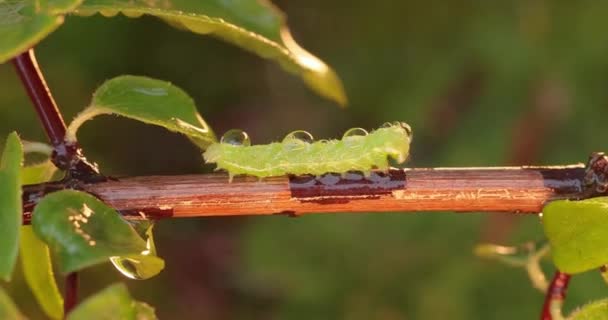 毛毛虫 Caraterpillar Diamond Ondback Moth 缩写为Plutella Xylostella 有时也被称为卷心蛾 Cabbage Moth — 图库视频影像