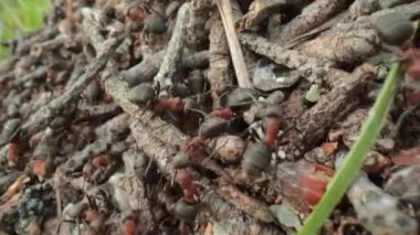 Ormandaki vahşi karınca tepesi Süper makro yakın çekim