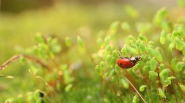 Ormandaki yeşil çimlerde bir uğur böceğinin yakın çekimi. Vahşi doğadaki makrokozmoz. Coccinella septempunctata, yedi noktalı uğur kuşu, Avrupa 'nın en yaygın uğur böceğidir..