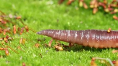 Solucan, Clitellata sınıfına ait, Oligochaeta, phylum Annelida cinsinden bir omurgasızdır. Bir tüp içinde vücut planı sergiliyorlar..