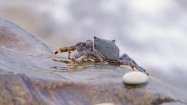 Pachygrapsus marmoratus, Karadeniz, Akdeniz ve Atlantik Okyanusu 'nun bazı bölgelerinde yaşayan mermer kaya yengeci veya mermer yengeç türü..