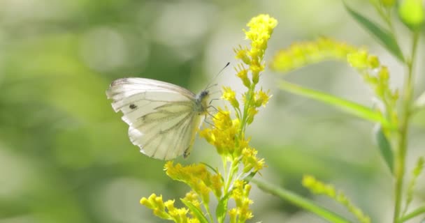 Pieris Brassicae Large White Butterfly Also Called Cabbage Butterfly Large — Stock Video