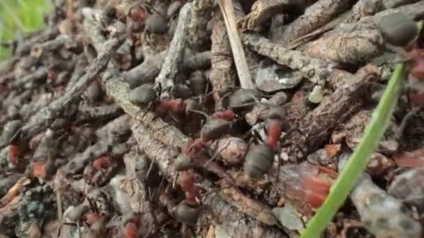 Salvaje Hormiga Colina Bosque Super Macro Primer Plano Disparo — Vídeo de stock