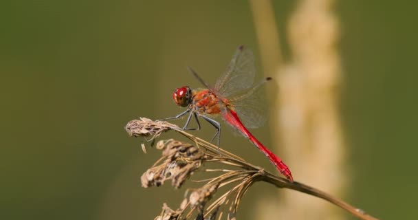 Scarlet Dragonfly Crocothemis Erythraea Species Dragonfly Family Libellulidae Its Common — Stock Video