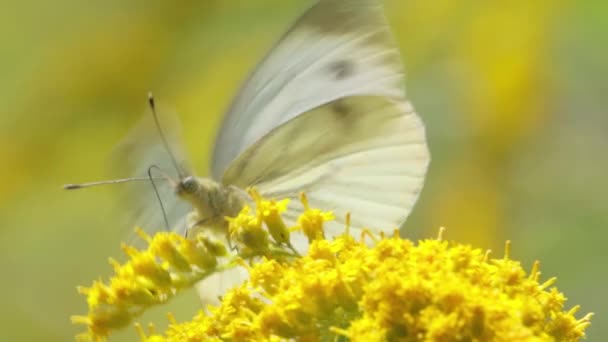 Pieris Brassicae Der Große Weiße Schmetterling Auch Kohlschmetterling Genannt Große — Stockvideo