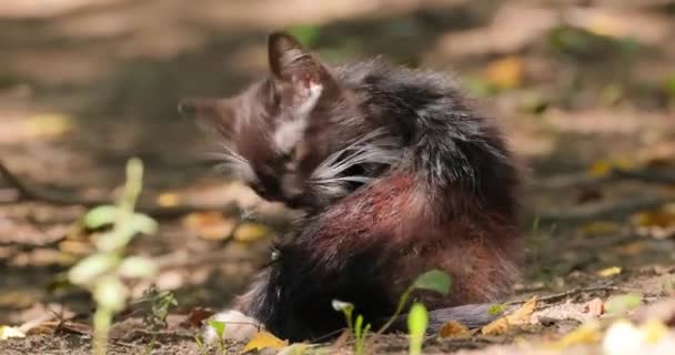 Αδέσποτο Γατάκι Δαγκώθηκε Από Ψύλλους Αδέσποτη Γάτα Είναι Μια Ιδιόκτητη — Αρχείο Βίντεο