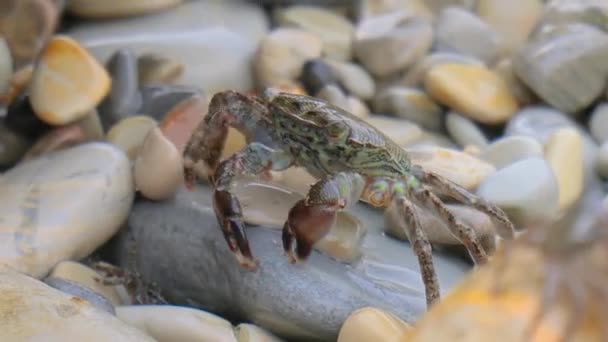 Pachygrapsus Marmoratus Est Une Espèce Crabe Parfois Appelé Crabe Commun — Video