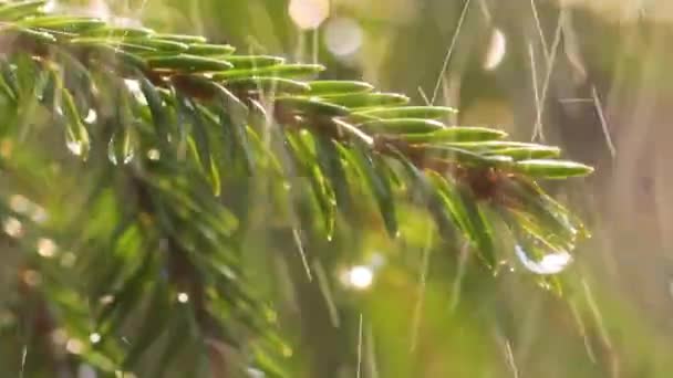 晴れた日に雨が降る 常緑のトウヒの枝の背景に雨のクローズアップ — ストック動画