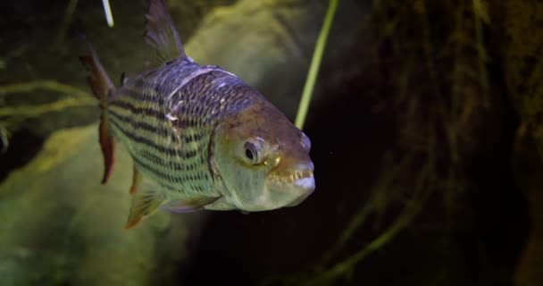 Hydrocynus Goliath Також Відомий Goliath Tigerfish Giant Tigerfish Або Mbenga — стокове відео