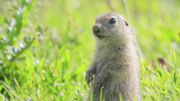 Горно Кавказская Сухогрудая Белка Spermophilus Musicus Грызун Рода Земляных Белок — стоковое видео