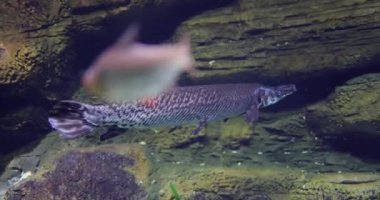 Fish longnose gar (Lepisosteus osseus), Lepisosteidae familyasından bir balık türü..