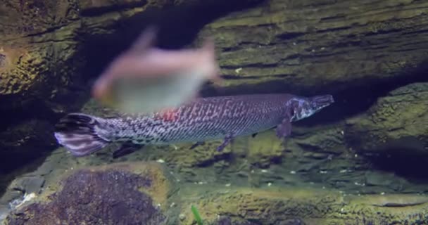 鱼龙鼻鱼 Fish Longnose Gar 又称鱼龙鼻鱼 Lepisodes Osteus Osseus 是鱼龙科的一种有鳍鱼 也称为鱼龙鼻鱼 — 图库视频影像