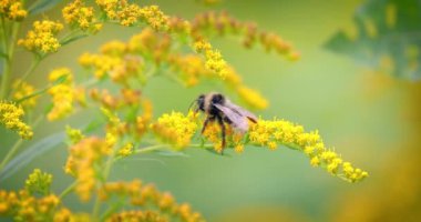 Shaggy Bumblebee bitkinin sarı çiçeğinden nektar topluyor.