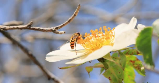 Hoverflies Flower Flies Syrphid Flies Insect Family Syrphidae Disguise Themselves — Stock Video