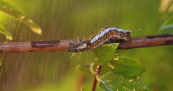 Sphrageidus Similis Een Nachtvlinder Uit Familie Van Spinneruilen Erebidae Rups — Stockvideo