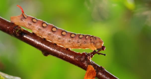 キャタピラーベッドわらホーク母は雨の間に枝に這う キャタピラー Hyles Gallii スズメバチ科の蛾です — ストック動画