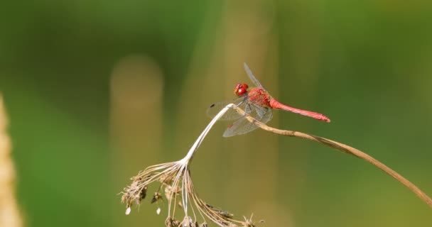 Scarlet Dragonfly Crocothemis Erythraea Species Dragonfly Family Libellulidae Its Common — Stock Video