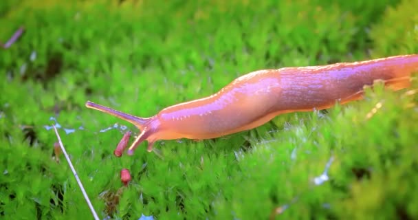 Slug Lentamente Rasteja Grama Verde Slug Nome Comum Para Número — Vídeo de Stock