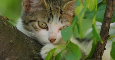 Ağaç dalında başıboş bir kedi yavrusu. Sokak kedisi açık havada yaşayan ve insanlarla temas kurmaktan kaçınan sahipsiz bir kedidir: kendisine dokunulmasına ya da dokunulmasına izin vermez ve insanlardan gizli kalır..